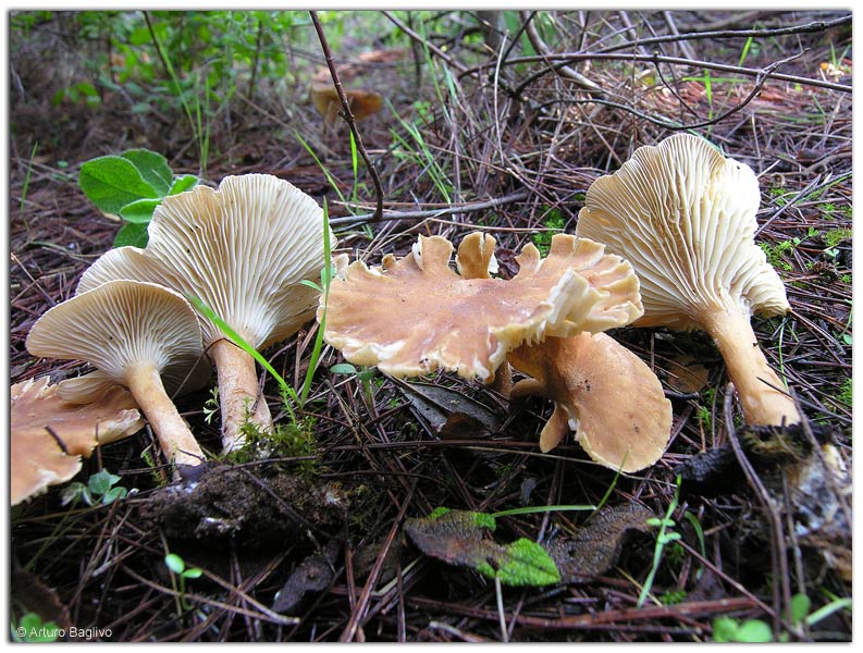 Clitocybe costata Kühner & Romagn.