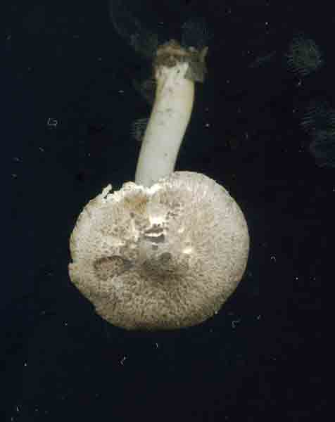 Tricholoma_scalpturatum_atr.jpg