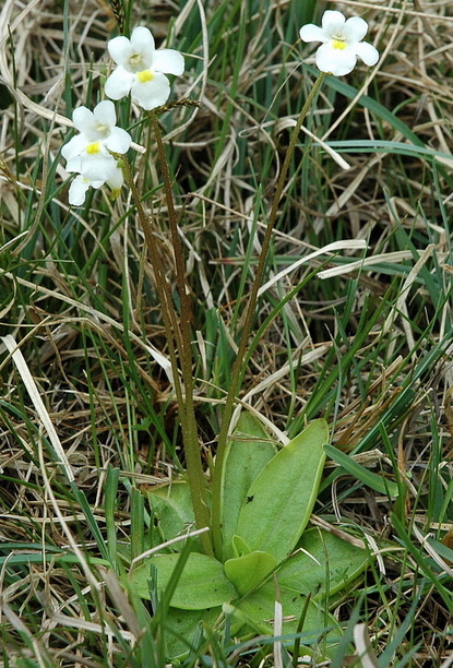 Pinguicula_alpina_17993_86452.jpg