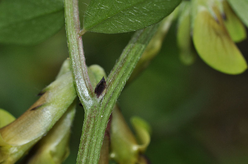 Vicia_melanops_10417_05.jpg