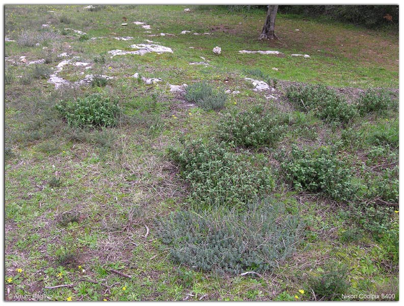 Habitat_helvella_PG_DSCN9796-(2).jpg