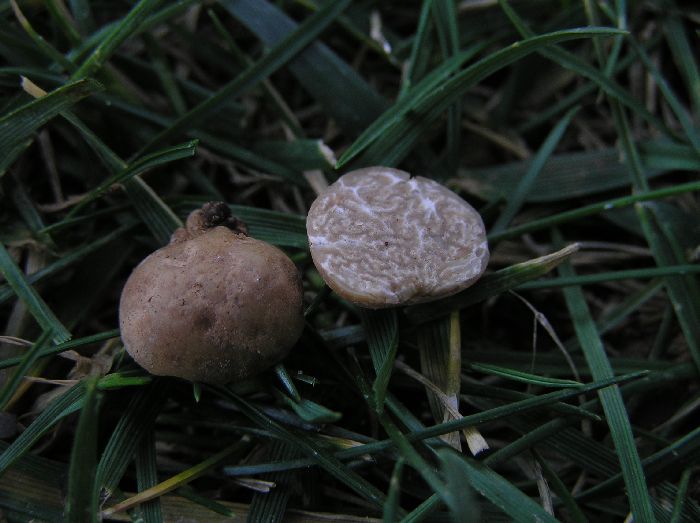 Tuber ferrugineum9.JPG