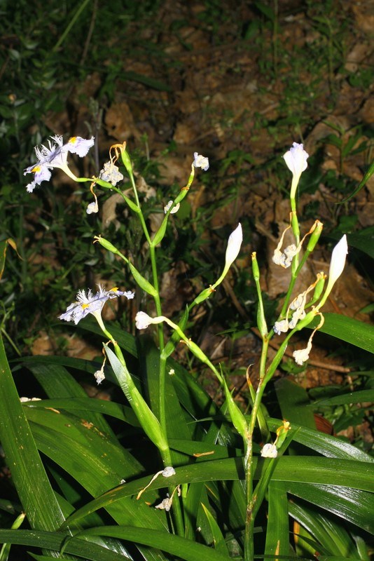 Iris japonica Thunb.