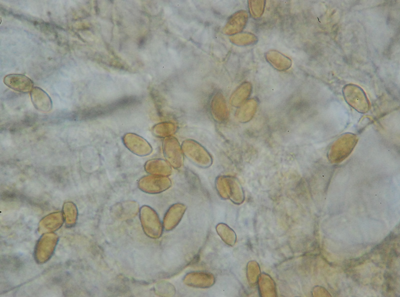 10 - Pholiotina aporus, spore x 1000 in acqua.jpg