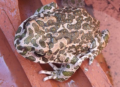 bufo s2.jpg