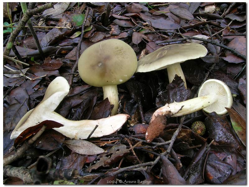 Tricholoma saponaceum.jpg