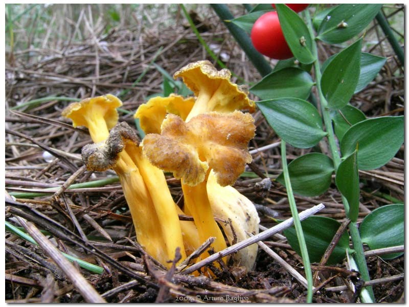 Cantharellus lutescens9.jpg
