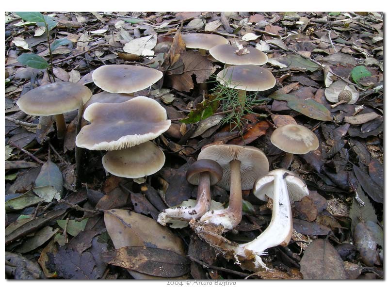 Collybia butyracea