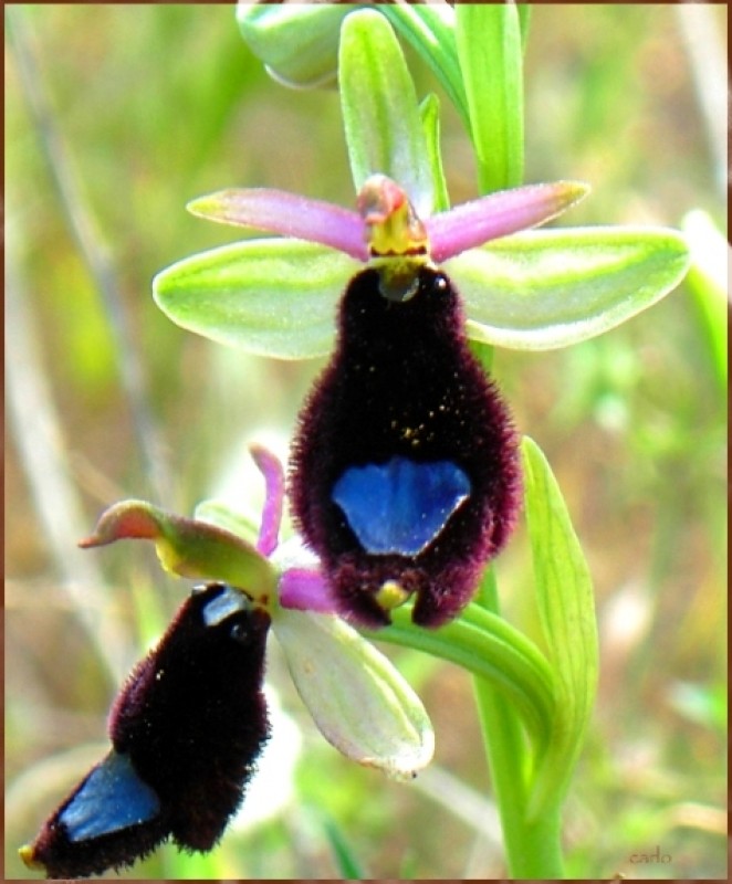 Ophrys bertolonii.jpg