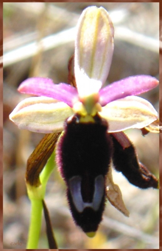 Ophrys bertoloniichisachecosa.....jpg