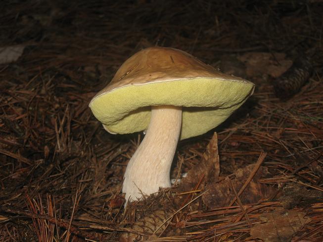 09082009 Boletus edulis (2) 2.jpg