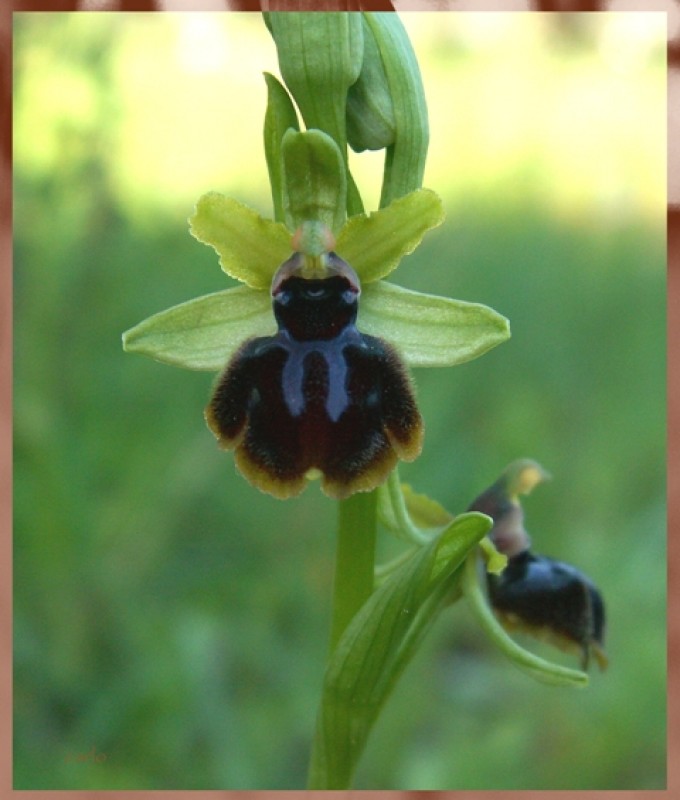 Ophrys garganica.jpg