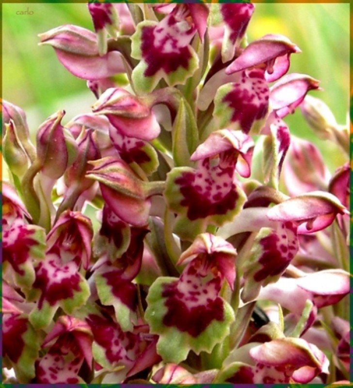 Orchis coriophora.jpg