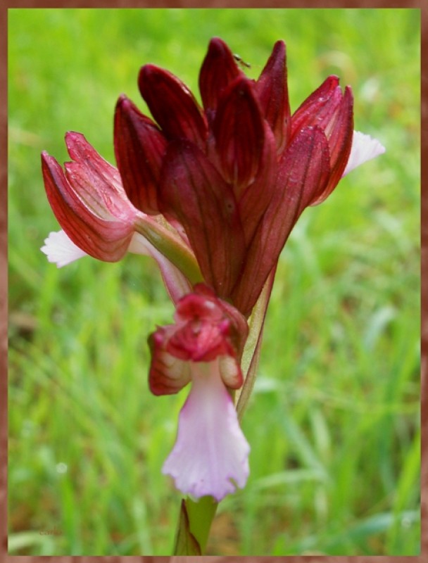 Orchis papilionacea1.jpg