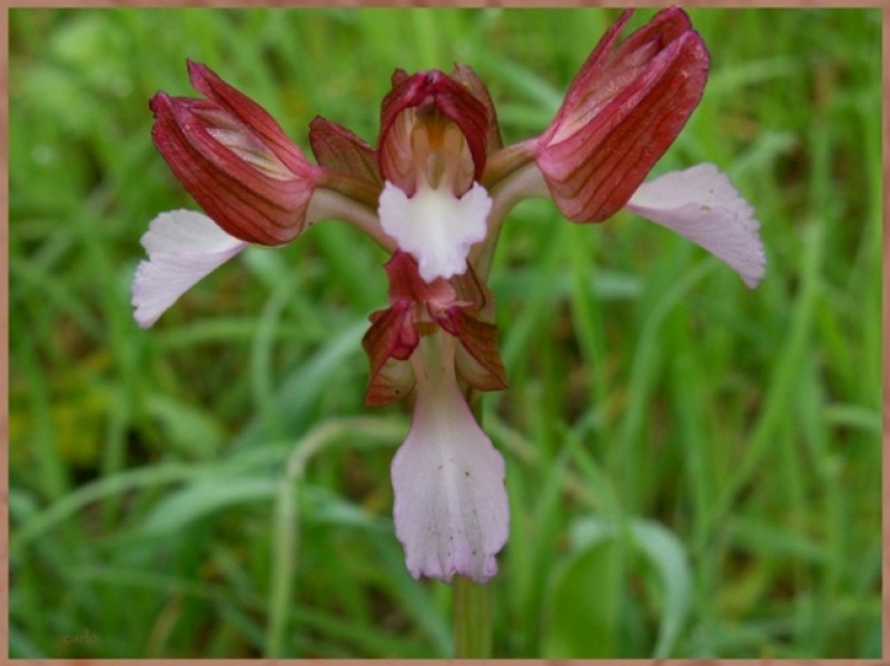 Orchis papilionacea2.jpg