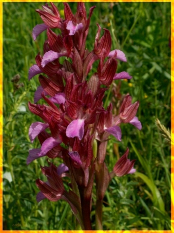 Orchis papilionacea3.jpg