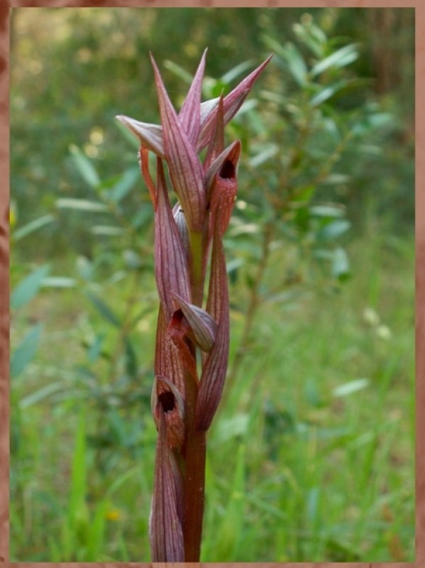 Serapias parviflora.jpg