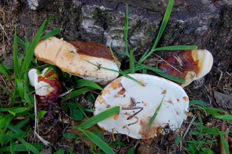 Ganoderma resinaceum -  rinvenuto su ceppaia di betulla.