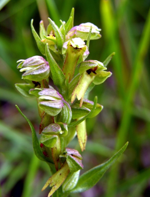 Coeloglossum viride.jpg