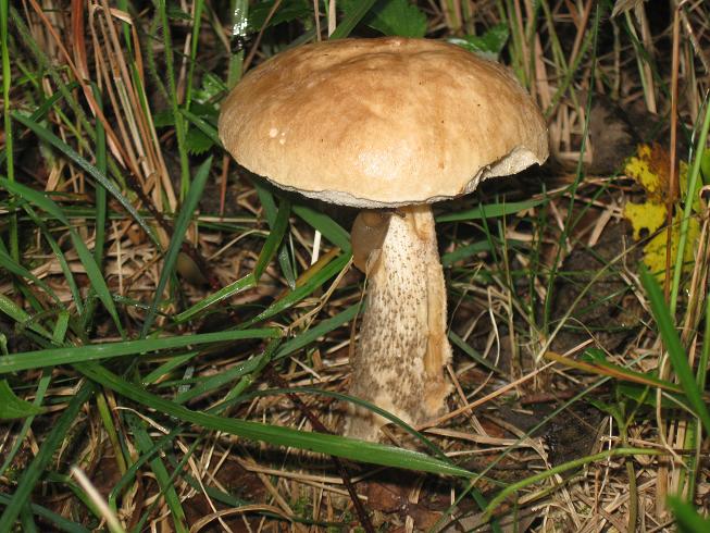 13092009 Leccinum pulchrum (2) 2.jpg