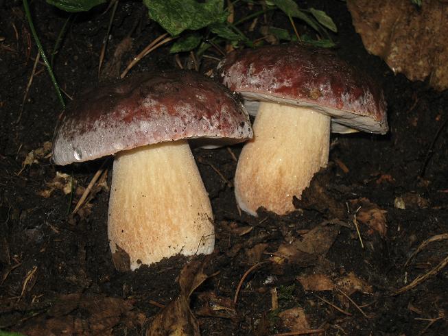 19092009 Boletus pinophilus 2.jpg