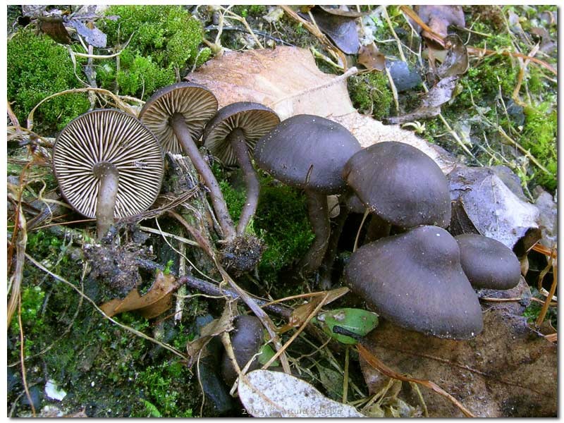 Tephrocybe anthracophila (Lasch) P.D. Orton