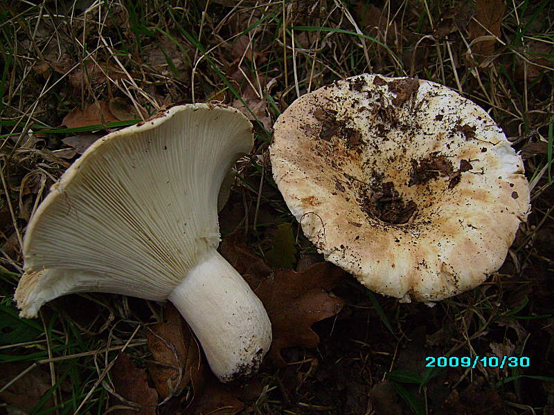 046_Russula_cf_delica-img_0225.jpeg