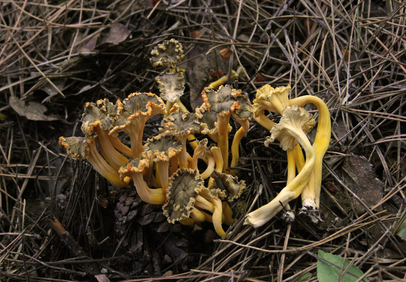 Cantharellus-lutescens.jpg