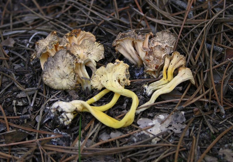Cantharellus-lutescens-2.jpg