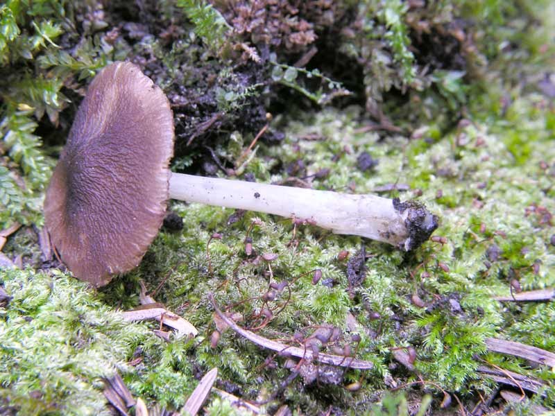 Pluteus_1_sp_ceppo_29_07-(7.jpg