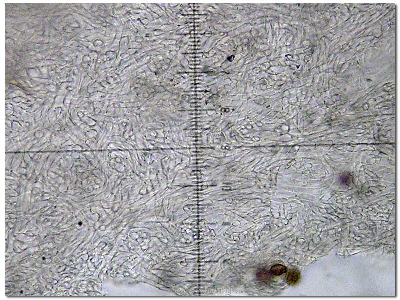 Scleroderma flavidum peridio (1).jpg