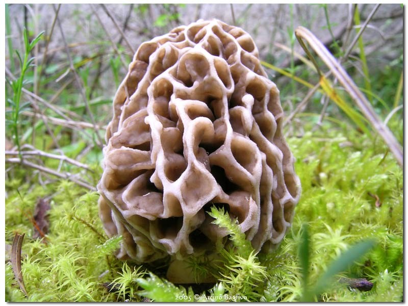 Morchella esculenta var.umbrina.jpg