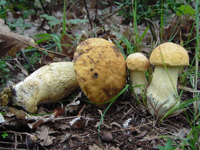 Leccinum crocipodium 2.jpg