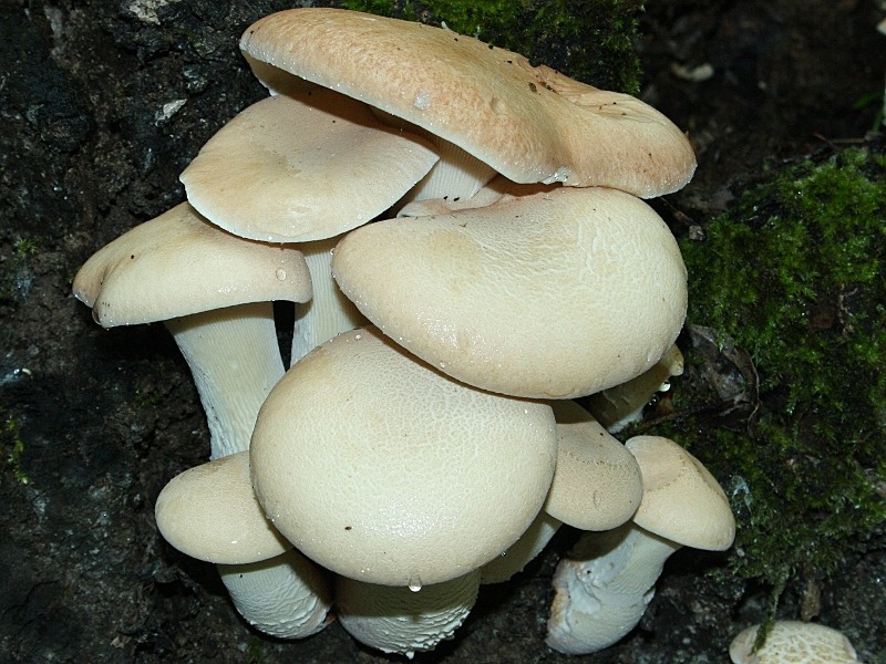 Lentinus_cyathyformis170410.P2.jpg