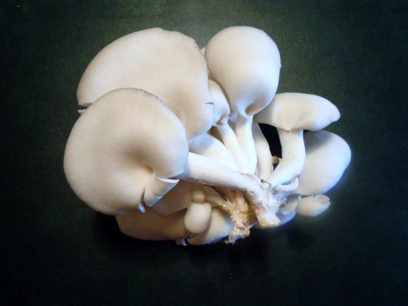 Pleurotus eryngii ?