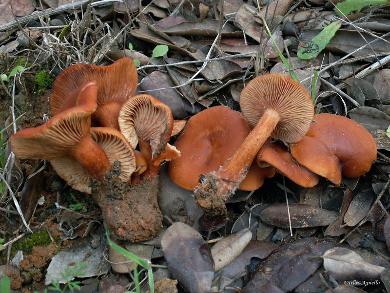 Lactarius atlanticus.jpg