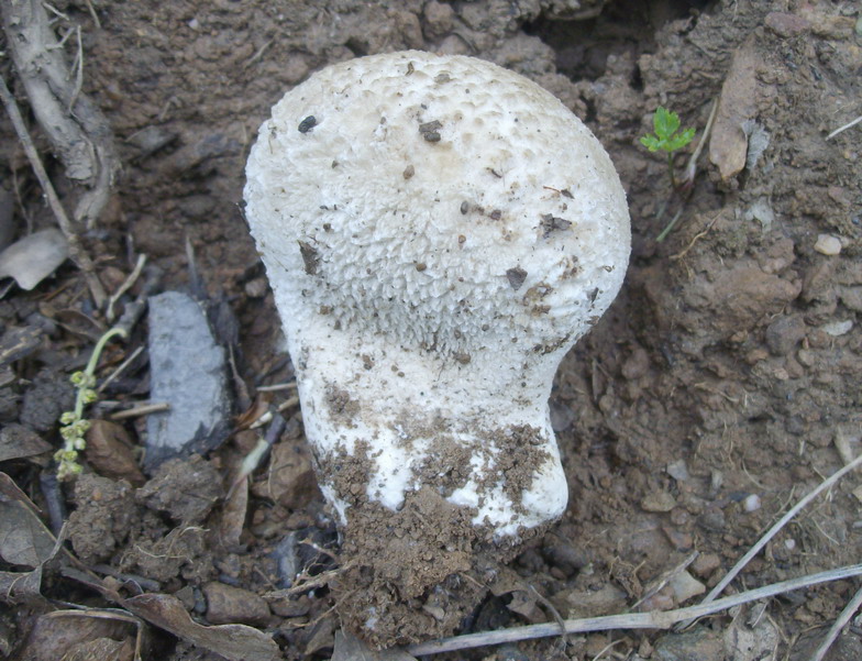 Lycoperdon utriforme Bull.