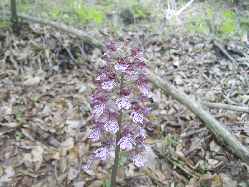 Orchidea 5.jpg
