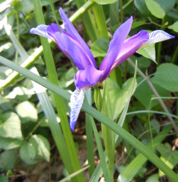 Iris graminea .nome volgare giaggiolo susinaro.jpg