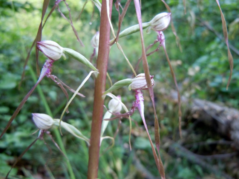 hymantoglossum  hadriaticum n.6 [800x600].jpg