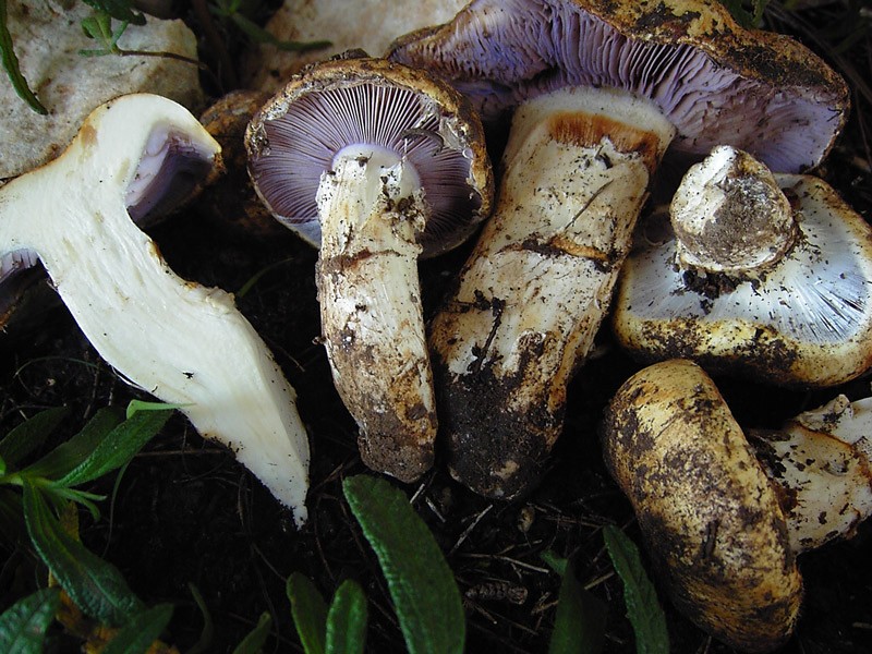 Cortinarius variiformis 2.jpg