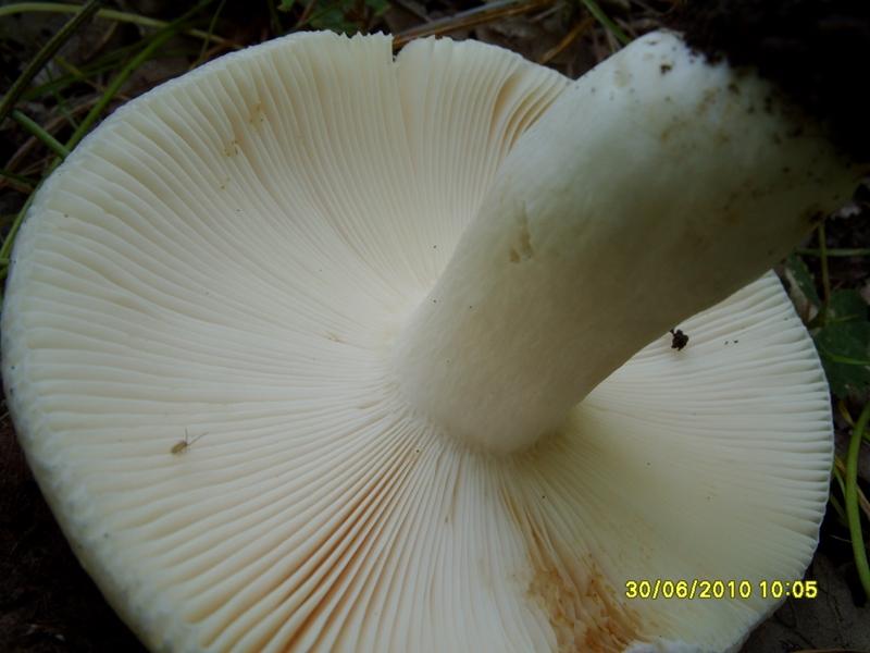 Russula Pseudoaeruginea (Romagnesi) Kuyper &amp; Vuure