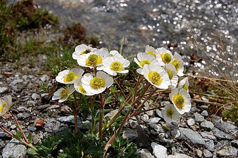 Ranunculus glacialis