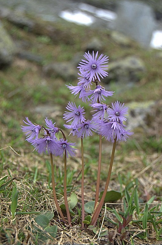 Soldanella alpina