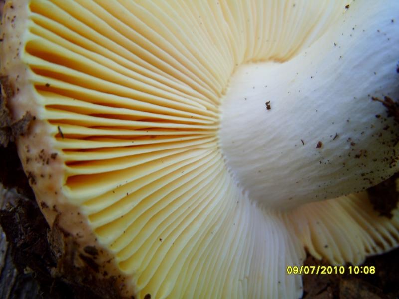 Russula globispora (Blum) Bon