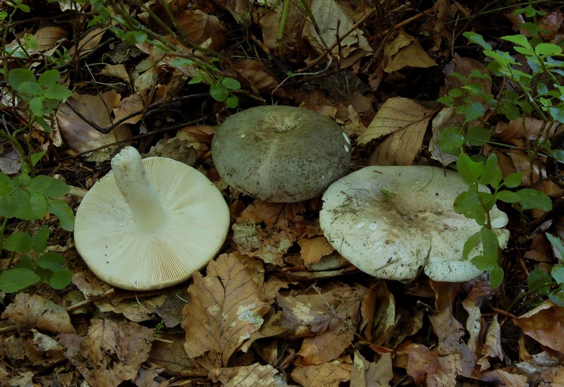 Russula medullata Romagnesi