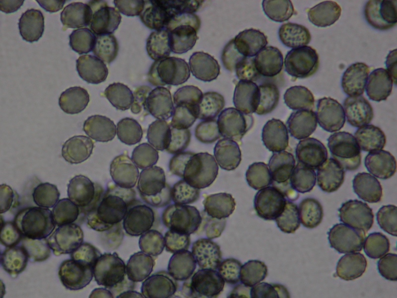 spore Russula sp. x 1000 1.jpg