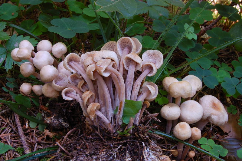 Collybia confluens.JPG