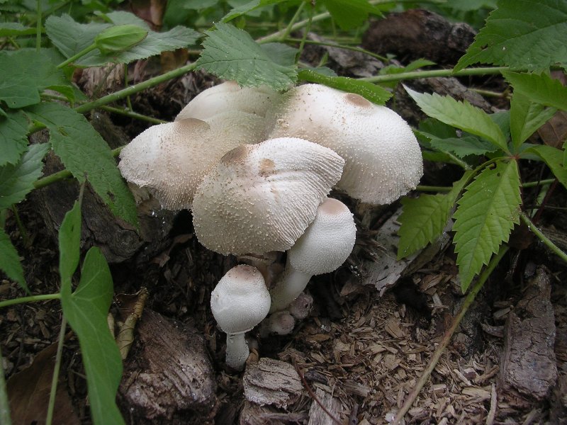 leucocoprinus cepistipes