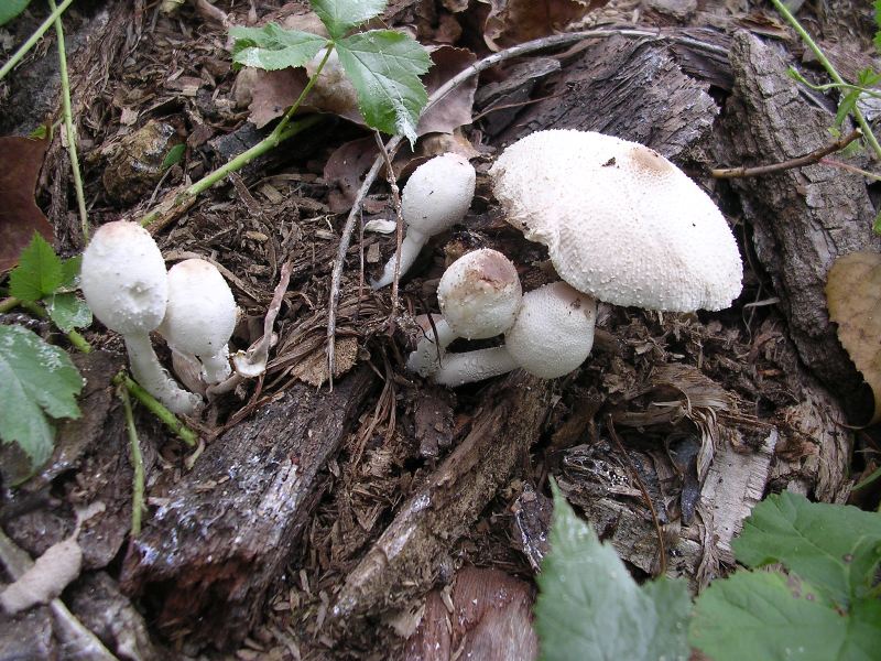 Leucocoprinus cepistipes